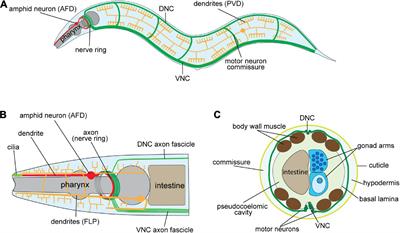 The regulatory landscape of neurite development in Caenorhabditis elegans